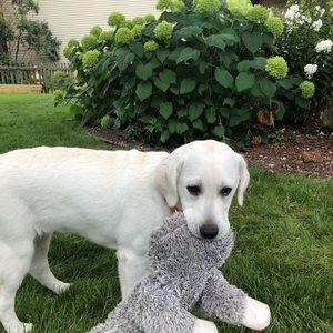 Meet your Posher, Joe